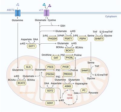 Frontiers | Amino Acid Metabolic Reprogramming In Tumor Metastatic ...